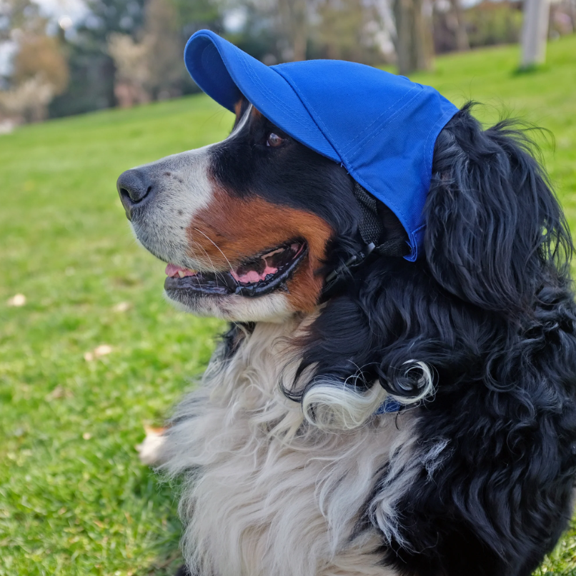 Los Angeles Dodgers Pet Dog Baseball Hat - THE 4TH QUARTER