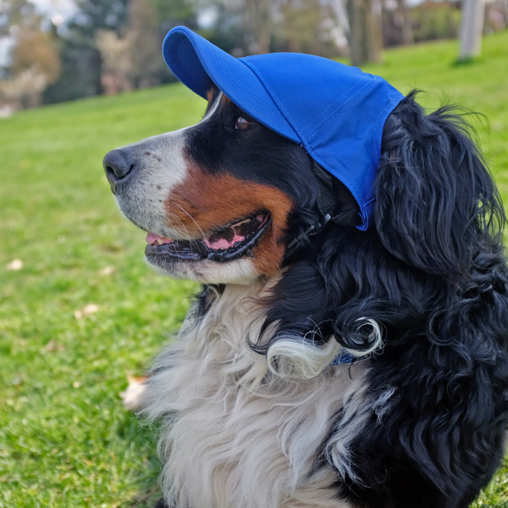 Los Angeles Dodgers Pet Dog Baseball Hat - THE 4TH QUARTER